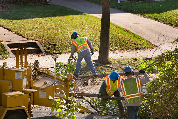 Best Tree Branch Trimming  in Emmaus, PA